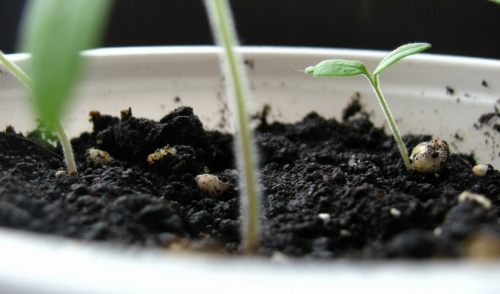 Egg-Cellent Garden Starter