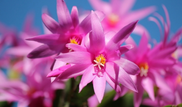 In the Dark About Christmas Cactus? | Shoal Creek Nursery ...