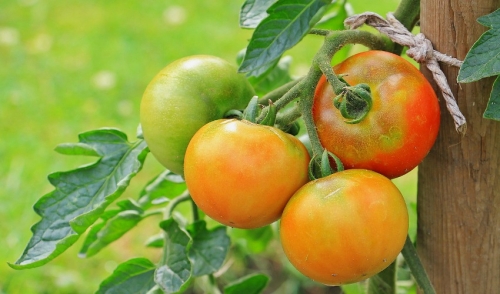 Build Your Own Vegetable Trellis