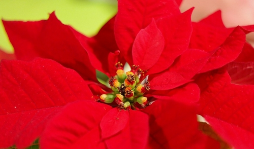 Take the poinsettia challenge