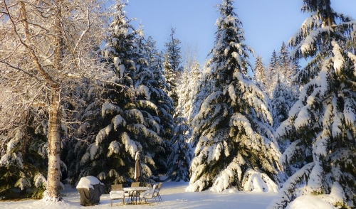 Is There A (Tree) Doctor In The House?