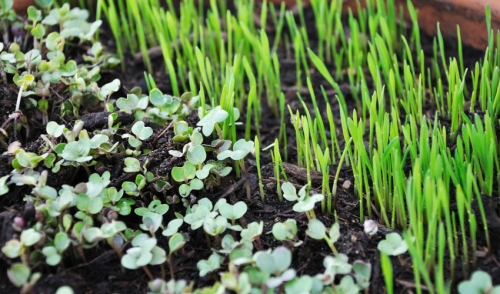 Take A Garden Photo