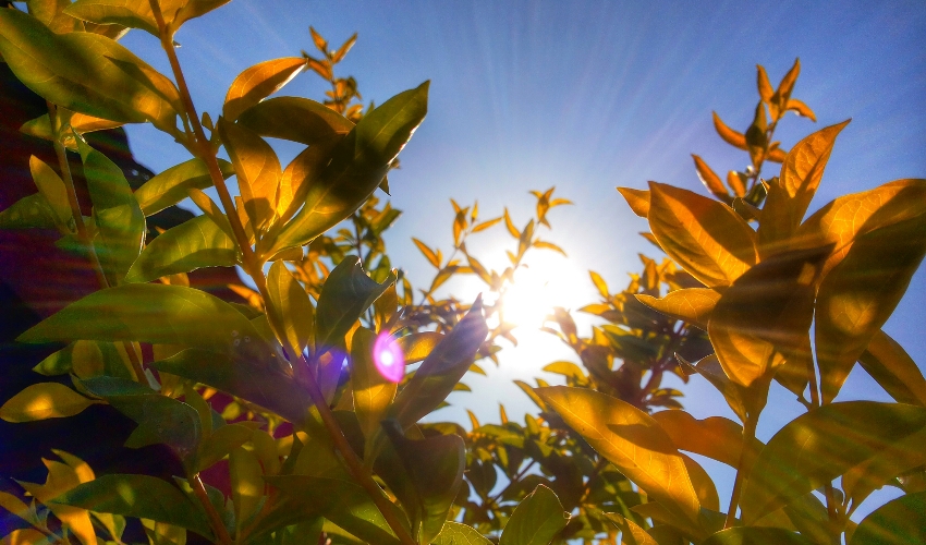 Patio Furniture Flowood, Jackson MS Garden Tools, Lawn & Garden