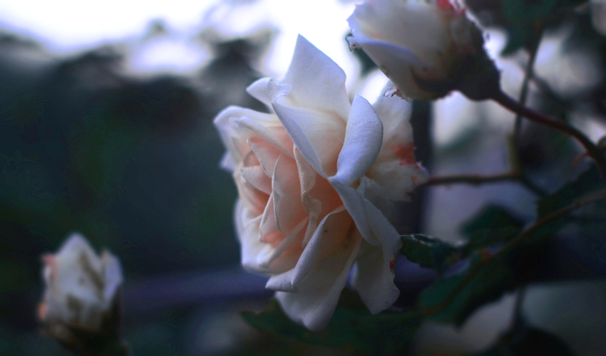 Patio Furniture Flowood, Jackson MS Garden Tools, Lawn & Garden