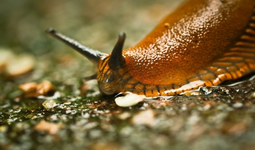 Slug's Know How to Party