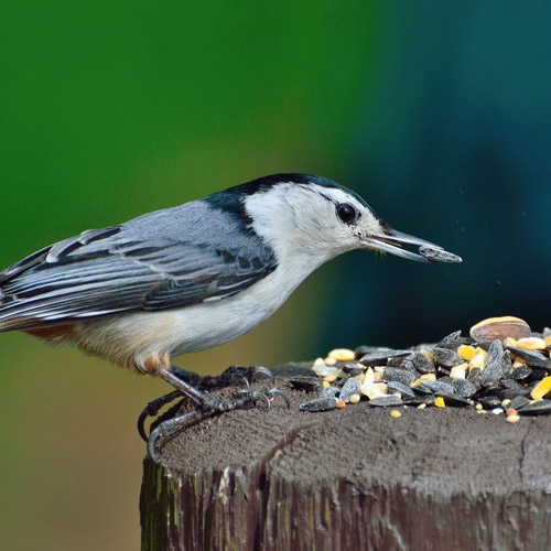 wild bird supplies western ohio true value hardware wild bird supplies western ohio true value hardware