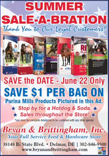 Summer Sale-A-Bration