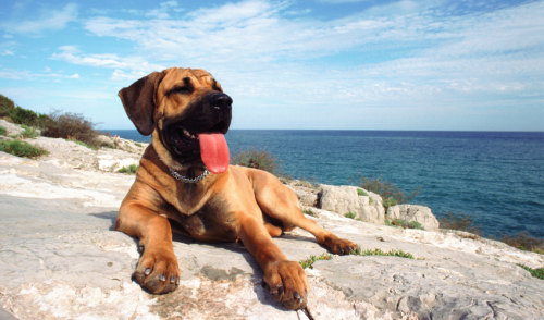 Summer Tips For Your Pet