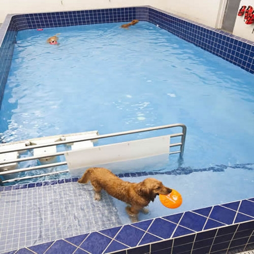 dog hydrotherapy pool near me