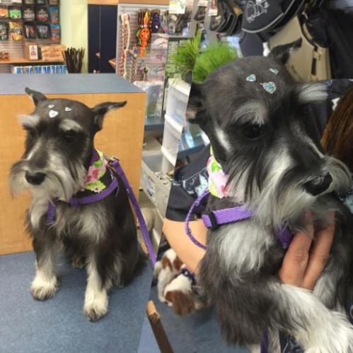 Grooming in brookline ma, boston ma pet groomers, pet spas boston ma, cat grooming brookline