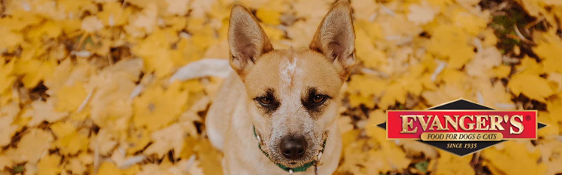 All Four Paws Cat, Dog, Home & Garden, Supplies, Dog Grooming