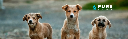 all four paws dog grooming