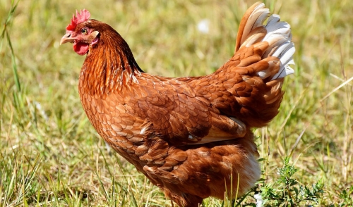 Molt: Optimize Feather Regrowth with Proper Nutrition