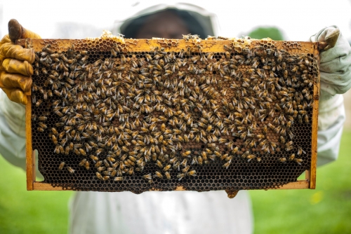 Beginners Bee Keeping Seminar