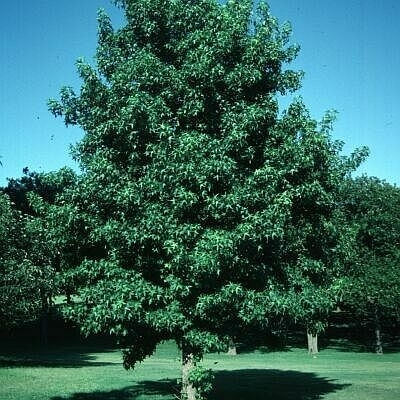 Sweet Gum Tree | Walnut Ridge Nursery and Garden Center Jeffersonville, IN