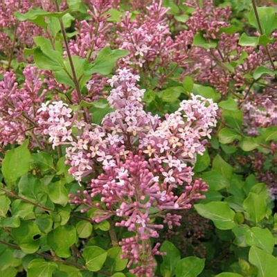 Miss. Kim Dwarf Lilac | Walnut Ridge Nursery and Garden Center ...