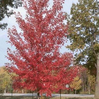 Autumn Blaze Maple Tree | Walnut Ridge Nursery and Garden Center ...