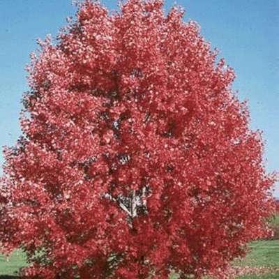 october glory maple colorado young