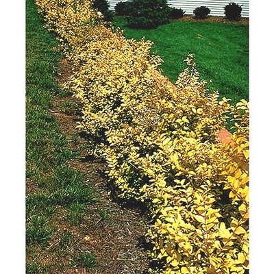 shrub privet golden 3g ligustrum ticket guaranteed