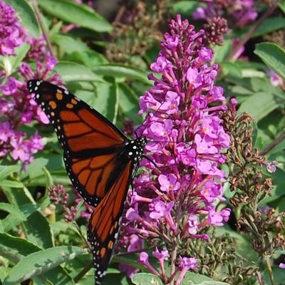 Tutti Frutti Butterfly Bush Walnut Ridge Nursery And Garden Center Jeffersonville In