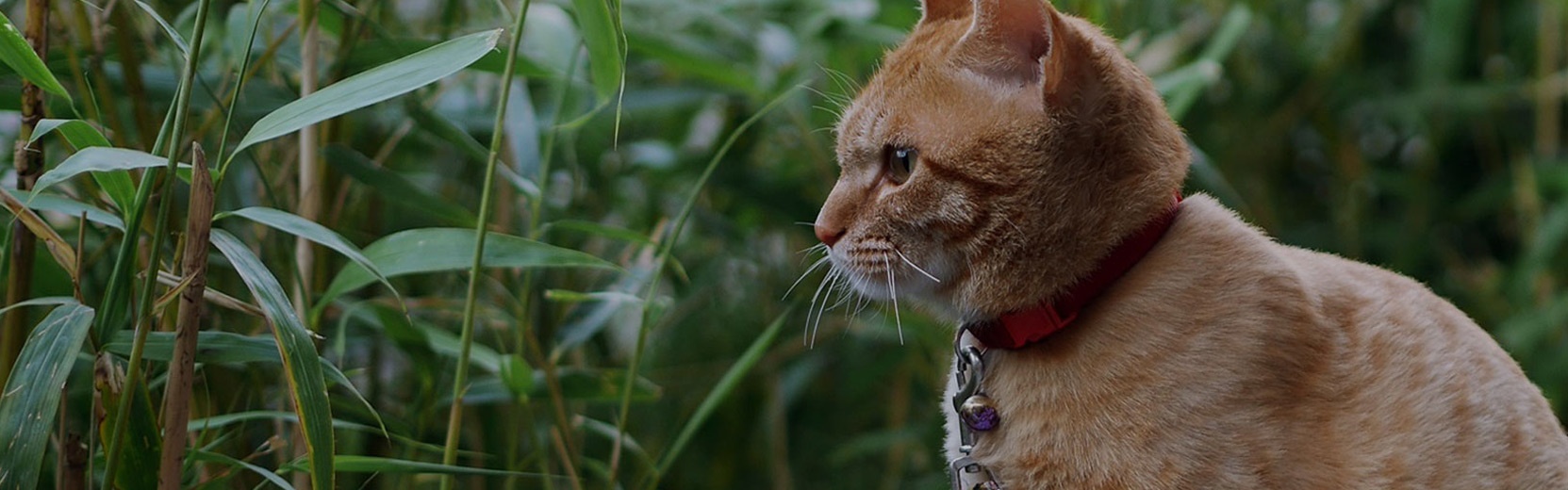 Dog & Cat Supplies, Daycare, Boarding, & Grooming The Pet Set