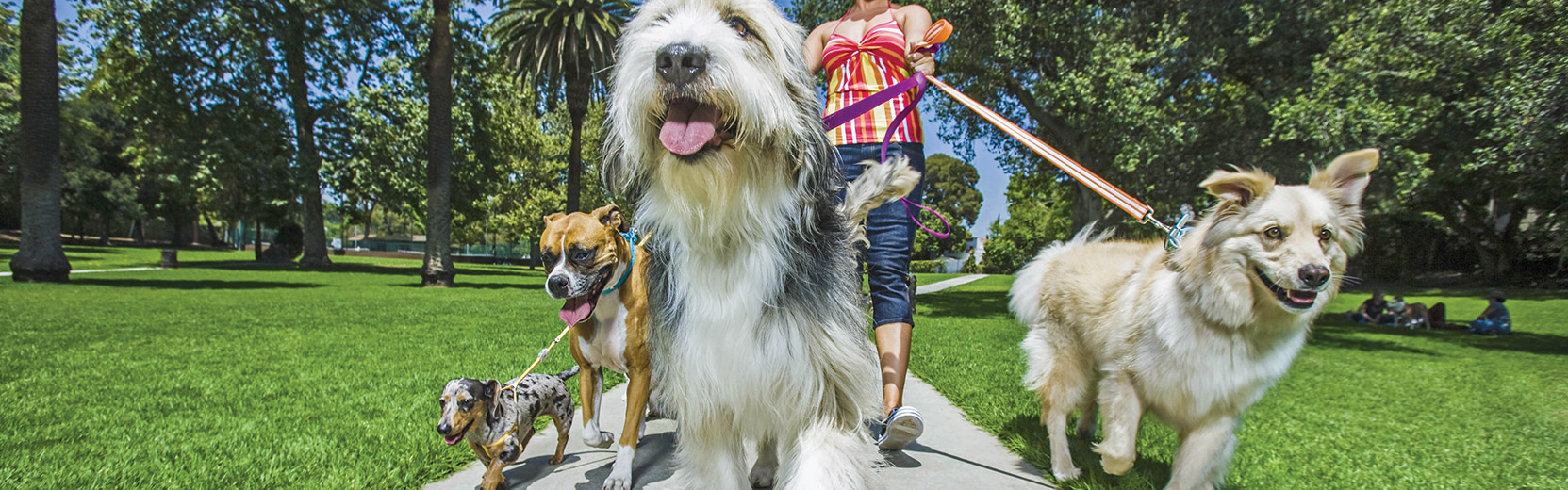 Dog & Cat Supplies, Daycare, Boarding, & Grooming The Pet Set