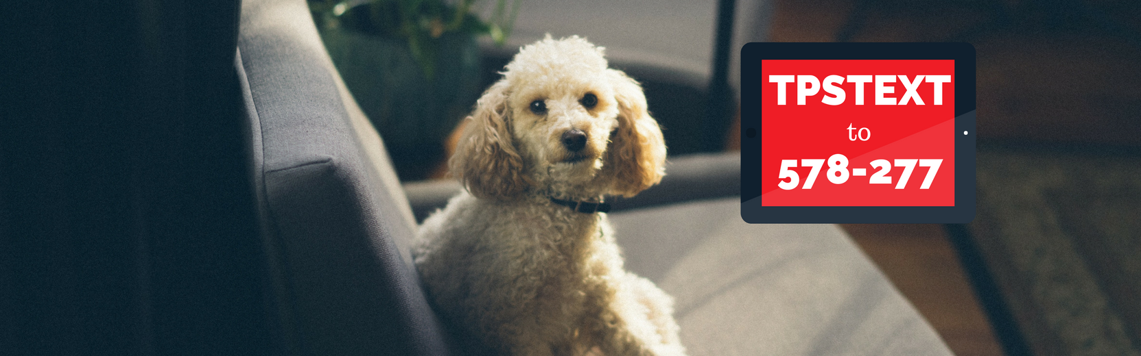 Dog & Cat Supplies, Daycare, Boarding, & Grooming The Pet Set