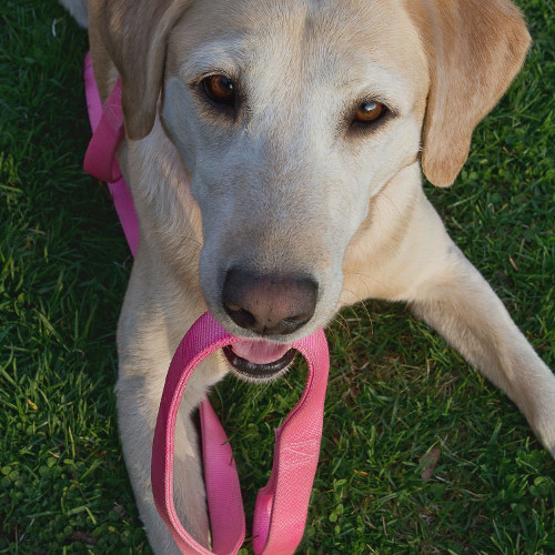 Dog Leash at Soldans Pet