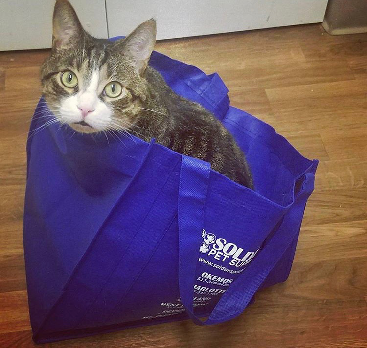 Leo, Soldans Cat