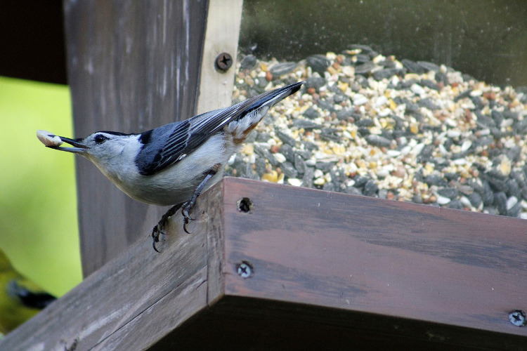 Wild Bird