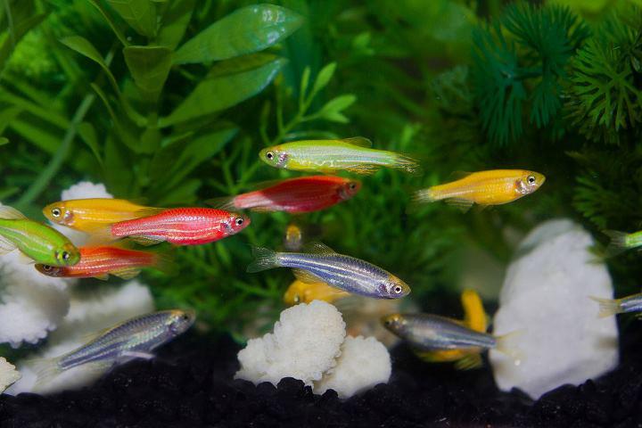 glofish