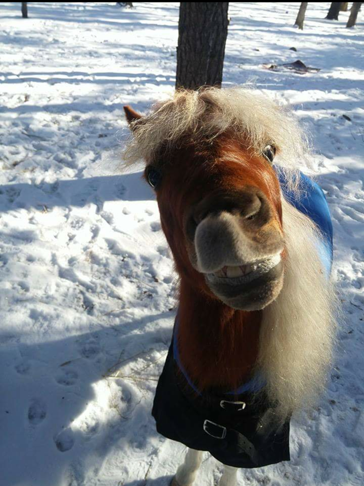 We love it when Charlie of Little Big Horses Big Smiles & Pippen the piglet