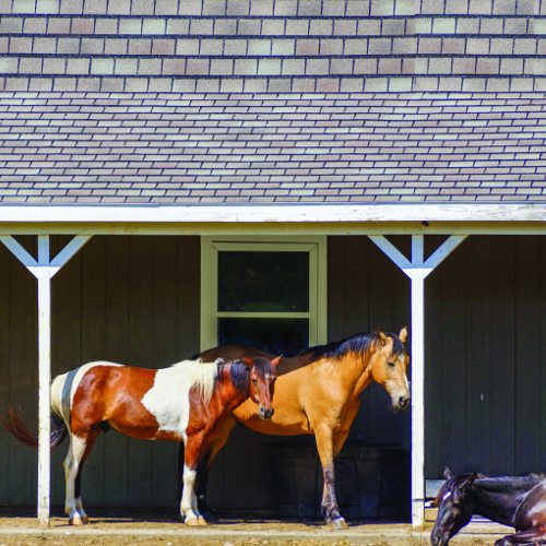 soldan's feeds & pet supplies