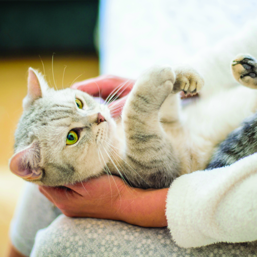Cat Grooming, Stain & Odor Solutions and Common Problem Solving