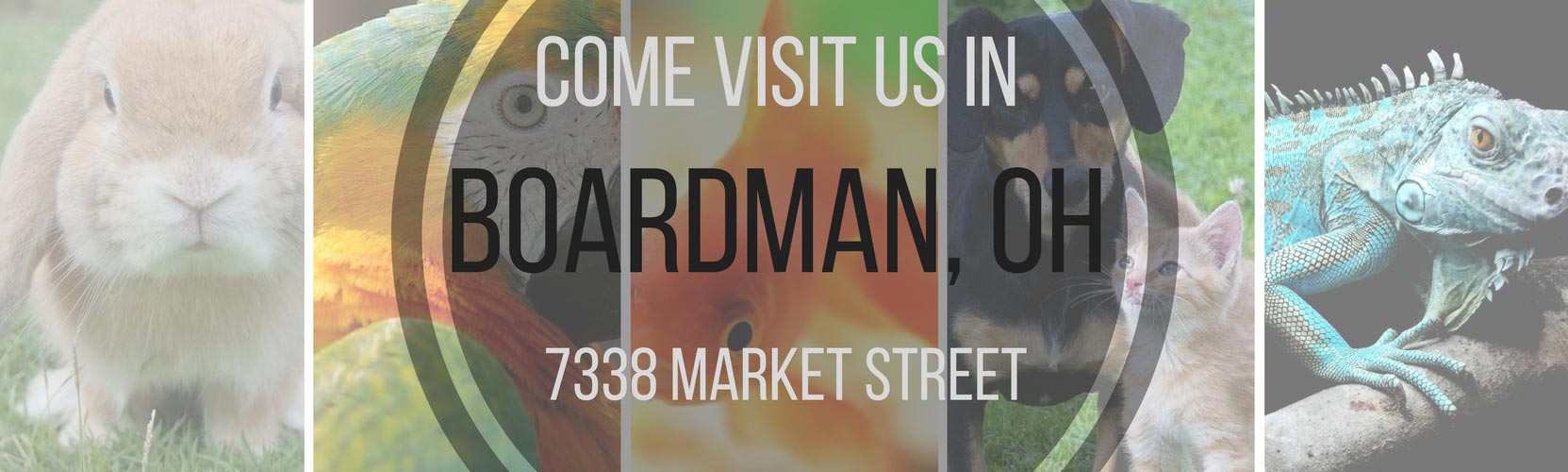 Home Harbor Pet Center, Available Pets, Nail Trimming, Wing Clipping