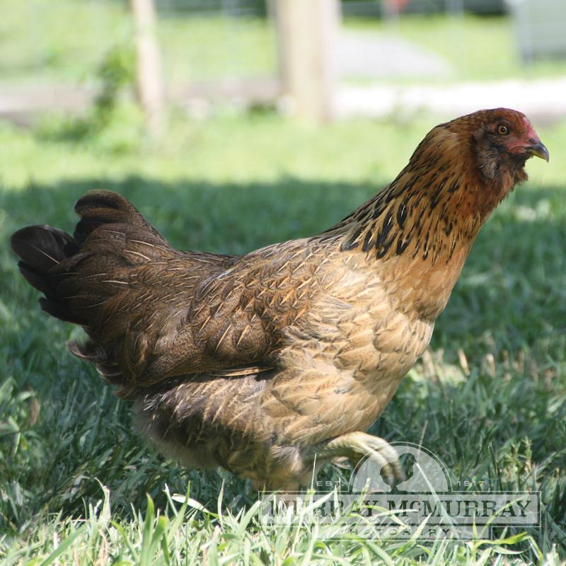 chickens for sale nj