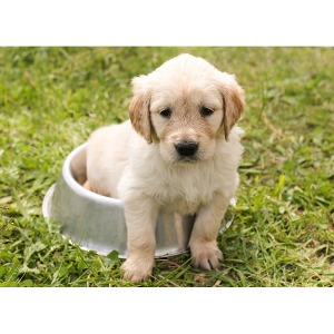 All Essentials 10% Off With New Dog Adoption!