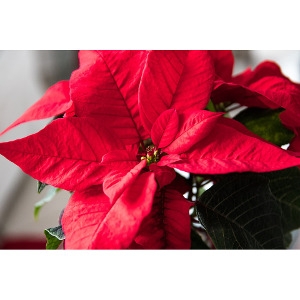 50% Off Poinsettias