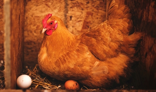 Utilizing Camera Systems to Monitor Animals