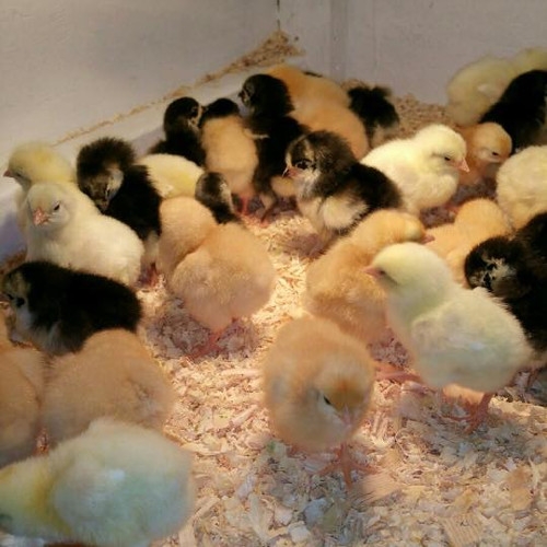 farmers feed and pet supply