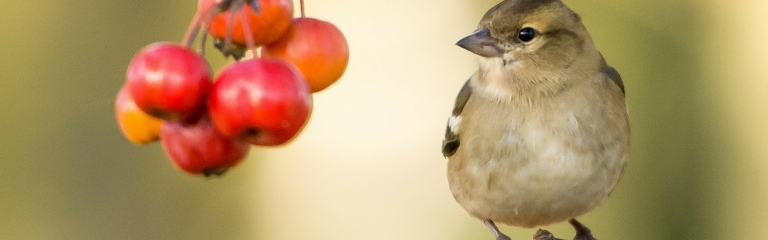 Pet Food, Pet Supplies, Reptile and Aquatic Supplies | Huron Pet Supply