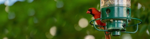 Advanced Wild Birding Stock-Up Sale