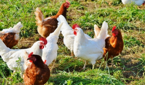 Why Chickens Stop Laying Eggs and Molt in the Fall