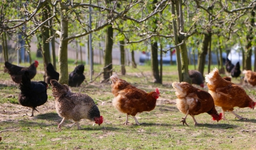 Helping Your Chickens Adjust to Cold Weather