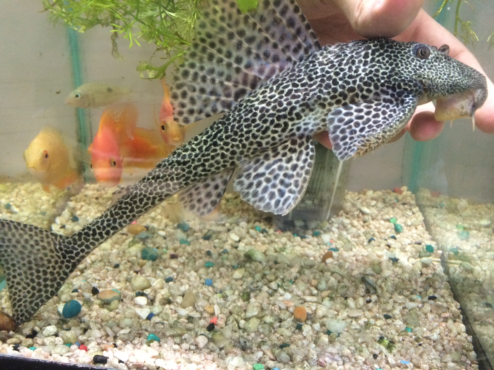 cool freshwater aquarium fish