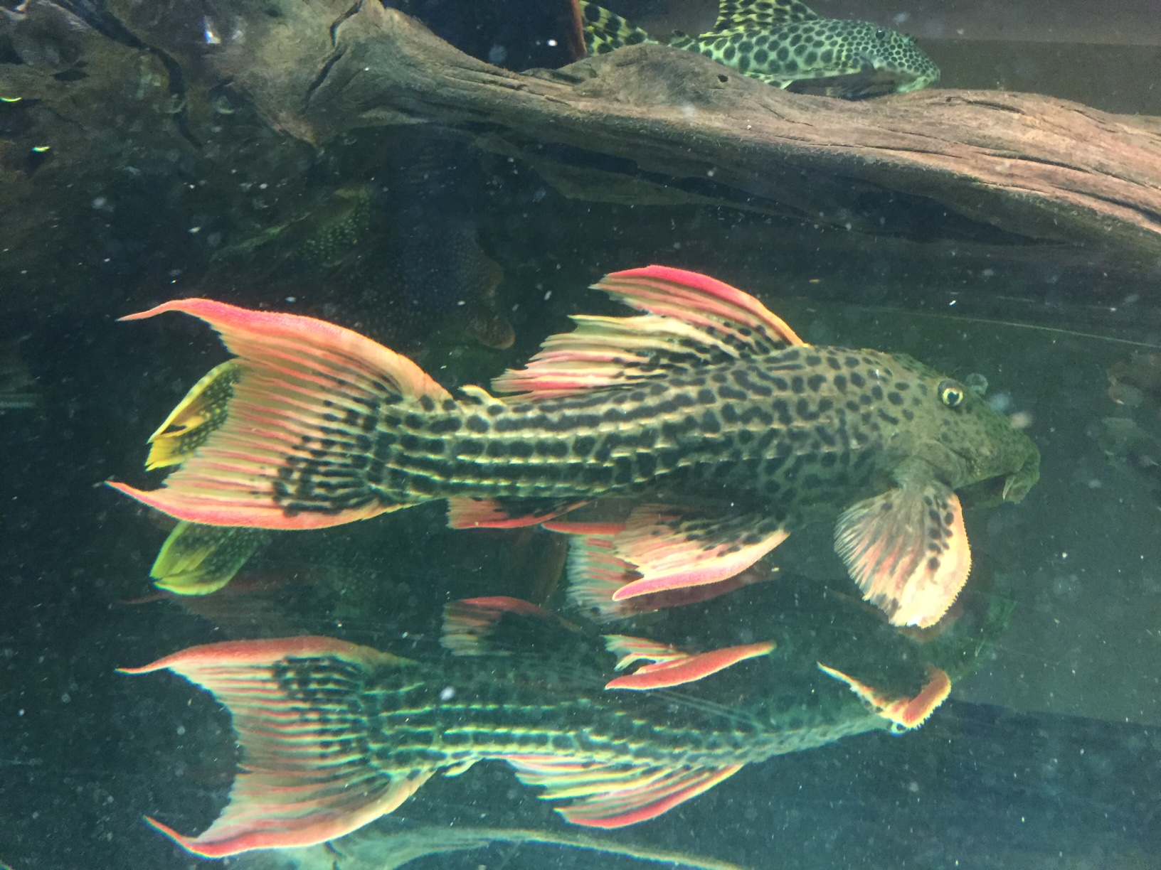 Tropical & Freshwater Fish | Animal City