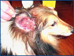 are dog ear mites contagious to other dogs