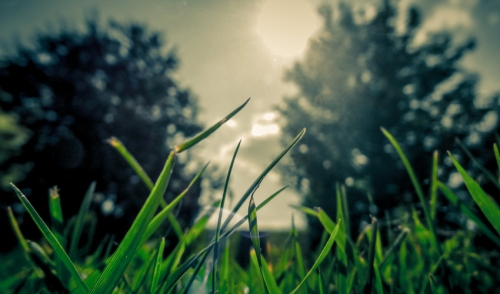 Best Rentals for Getting your Lawn in Great Shape