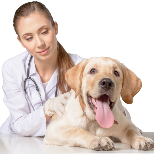 mobile vaccination clinic near me