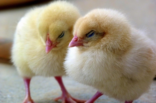 Chick Arrival Dates!